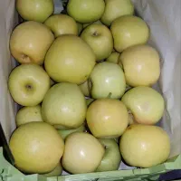 سیب درختی