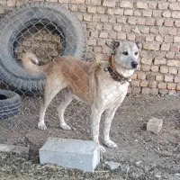 سگ سرابی|سگ|مبارکه, |دیوار