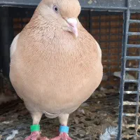 تعدادی کفترپرشی|پرنده|هرسین, |دیوار