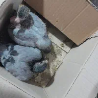 ۲۶عددکفتررنگی به شرط ناجلد یک جادونه ایی ۳۰۰|پرنده|حمیدیا, |دیوار