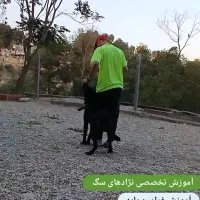 مربی سگ.آموزش سگهای نگهبان و خانگی