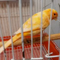 قناری رنگی|پرنده|بوشهر, |دیوار