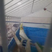 عروس هلندی نرلوتینو|پرنده|شیراز, شهرک امیر کبیر|دیوار