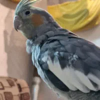 عروس هلندی گم شده