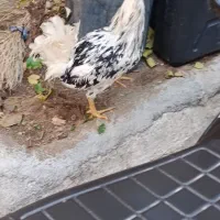 خروس گلین|حیوانات مزرعه|سنندج, |دیوار