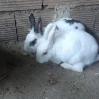 ۳تا خرگوش به فروش میرسد