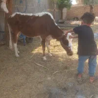 گاو باگوساله ماده