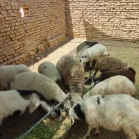 بره چاق