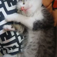 بچه گربه