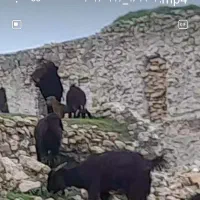 بزآبستن هم برای داشت هم برای کشتار