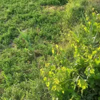 باغ انگور|فروش دفتر صنعتی، کشاورزی، تجاری|دشتابی, |دیوار