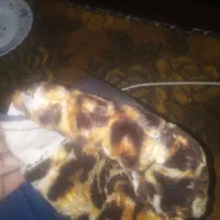 طلاق موتور سیکلت|موتورسیکلت|ارومیه, |دیوار