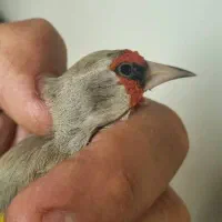 فروش پرنده سهره تعداد و تک