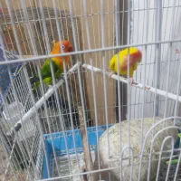 کوتوله نر ماده