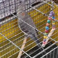 خرید وفروش پرنده|پرنده|کاشمر, |دیوار