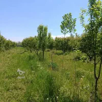 فروش-باغ-در-روستای-سلکدی