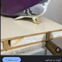 کبوتر شیرازی ماده