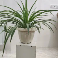 گل گندمی|گل و گیاه طبیعی|قزوین, |دیوار