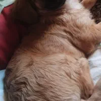 واگذاری یک قلاده سگ نژاد شیتزو