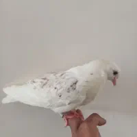 کفتر دستی|پرنده|اردکان, |دیوار