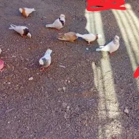 کفتر طوقی ...|پرنده|نهبندان, |دیوار