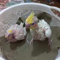 جوجه عروس هلندی