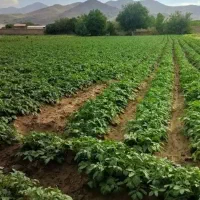 زمین کشاورزی|فروش دفتر صنعتی، کشاورزی، تجاری|همدان, |دیوار