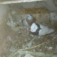 کبوتر|پرنده|طبس, |دیوار