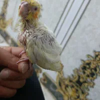 جوجه عروس هلندی سرلاکی اهلی و چند جفت فنج نرگسی