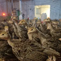 جوجه بوقلمون برنز و بوربن 35 روزه|حیوانات مزرعه|شهریار, رزکان|دیوار