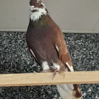 300کبوتریکجاوتک|پرنده|قائمشهر, |دیوار