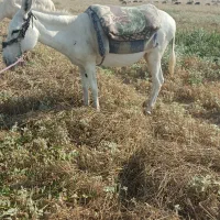 الاغ فروشی