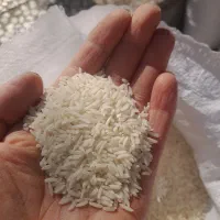 برنج کشت اول ودنوج|خوردنی و آشامیدنی|ساری, |دیوار