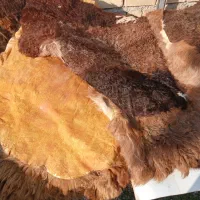 پوست گوسفند|پادری|گنبد کاووس, |دیوار