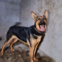 سگ ژرمن 10 ماهه ماده شناسنامه دار|سگ|بم, |دیوار