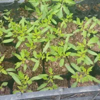 نهال گوجه محلی گلدانی