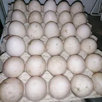 دستگاه جوجه کشی|ماشین‌آلات صنعتی|رشت, سلیمانداراب|دیوار