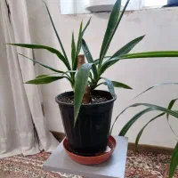 یوکا تنه دار