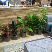 تعدادی گل و گیاه آپارتمانی وطبیعی