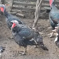 بوقلمون نر و ماده|حیوانات مزرعه|گرگان, |دیوار