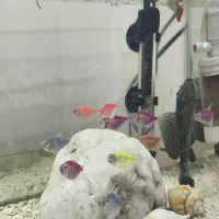 آکواریوم و ماهی