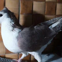 بهبونی و شهری جفت