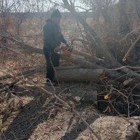 خریدچوب ودرخت همه نوع حرس درخت تسویه نقدی|خدمات باغبانی و درختکاری|نیشابور, چاه بلند|دیوار