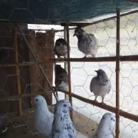 کفتر به شرط ساعت