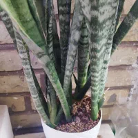 گل سانسوریا شمشیری و لب طلایی