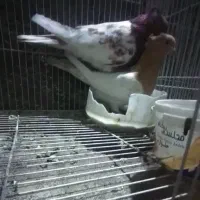 کفتر  کله  نر ماده|پرنده|گلبهار, شهر جدید گلبهار|دیوار