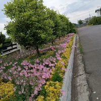 صفر تا صد باغبانی حرفه ای