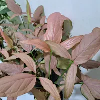 گل سینگینیوم ابلق وصورتی بال فرشته|گل و گیاه طبیعی|ساری, |دیوار