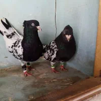 جفتگاه رنگی