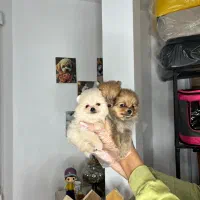 فستیوال حر اا ج توله سگ پامر خرسی جیبی